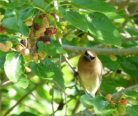 There's a juicy mulberry.
