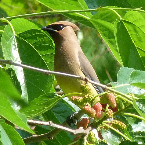 Soon the ripe berries became scare.