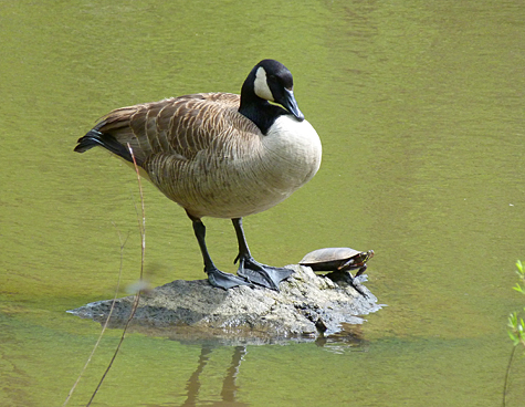 A Canada Goose shares a boulder with a painted turtle.