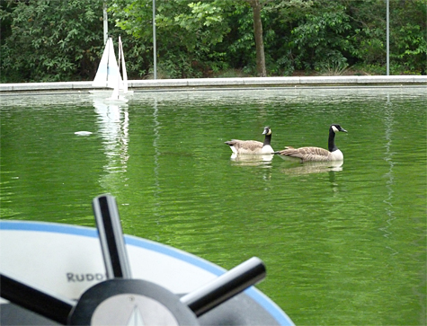 Our summer resident Canada Geese have taken to early morning floats in the Sail Boat Pond.