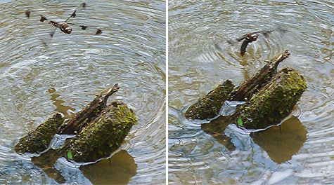A female Common Whitetail oviposits. She hovers above (left) then dips down into the water depositing her eggs as she does so.