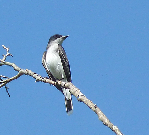 Scanning the skies for flying insects, this Eastern Kingbird is one of a group of four kingbirds that briefly stopped in last week.
