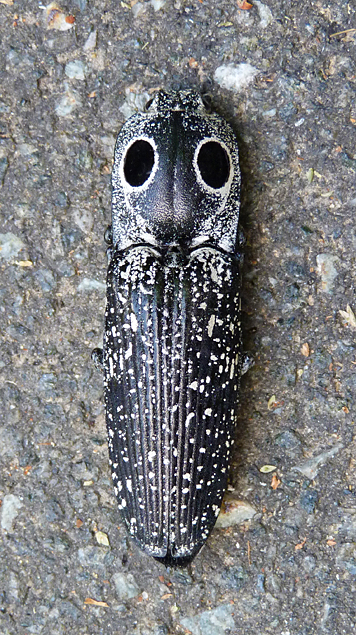 Eyed Click Beetle in possum mode.