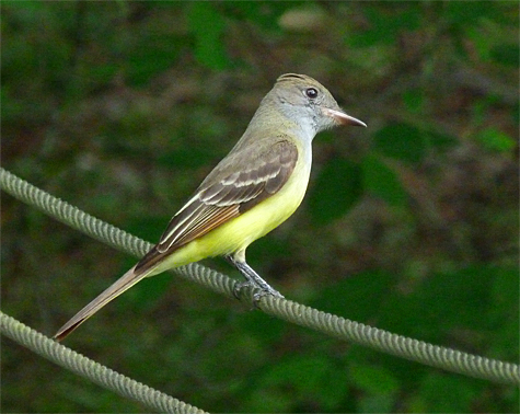 Another large flycacther, Great-crested Flycatcher does nest here at the Museum.