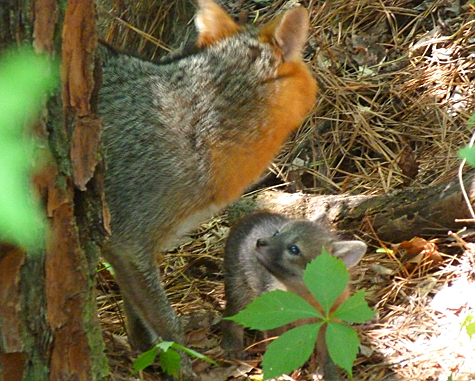 A little gray pups stares up at mom (or dad).