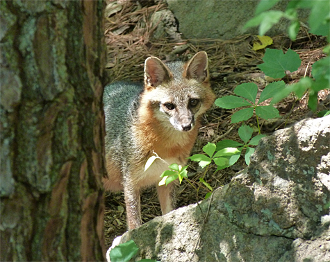 An adult Gray Fox cautiously watches me from the den site.