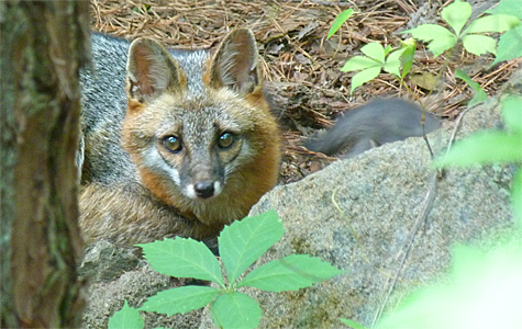 You can see one of the pups to the right of the adult and what looks like a part of the other adult on the left.