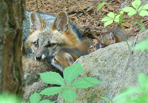 One of the pups licks the parents face the other approaches.