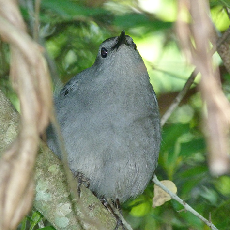 Another local nester, Gray catbird have been singing their squeaky songs across the campus for the past two weeks.
