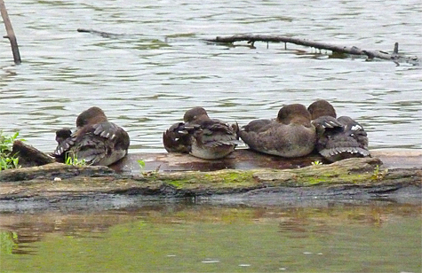 Four of the nine young mergansers.