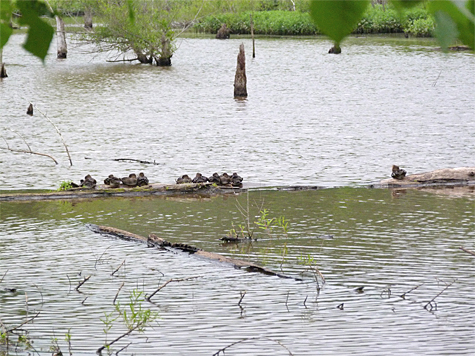 Nine Hooded merganser ducklings and Mom on the right (5/29/14).