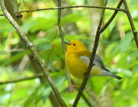 I keep hoping for one of these beauties to nest here (habitat's right), but so far no takers. (Prothonotary Warbler).
