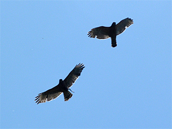 The hawk on the left has a frog in its talons.