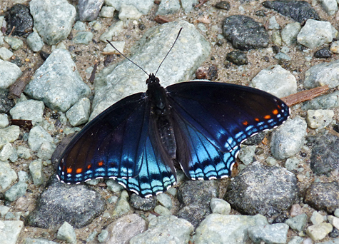 A Red-spotted Purple spreads its wings on the gravel road across from Into the Mist in Catch the Wind.