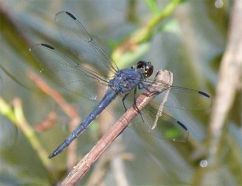 Slaty Skimmer (male).