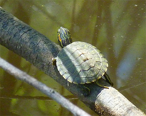 One of the happy sliders who successfully made the journey to the Wetlands.