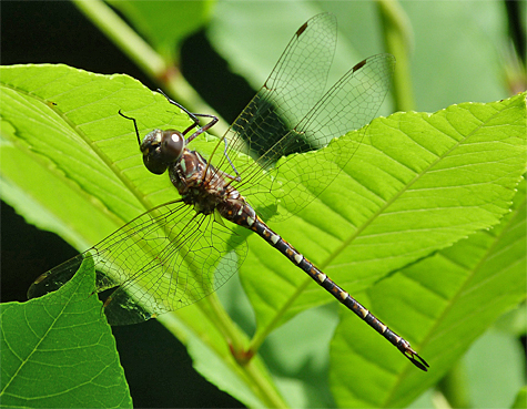 A living, breathing Taper-tailed Darner.