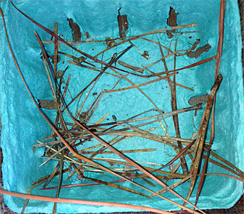 Just the beginning for the Butterfly House's second nest (6/10/14).