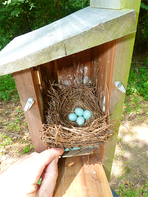 Four bright new bluebird eggs for the Cow Pasture nest (6/3/14).