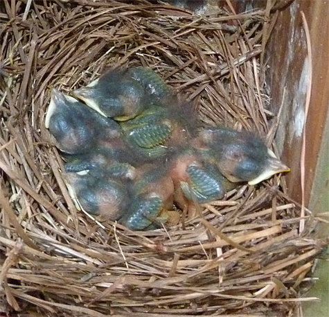 Four healthy bluebird nestlings at the Cow pasture (6/24/14).