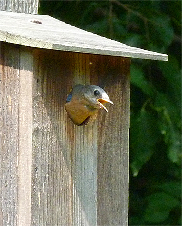 This female is feeling the heat (6/17/14).