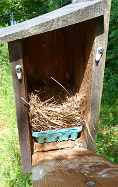 A bluebird nest this time around for the Bungee nest box (6/3/14).