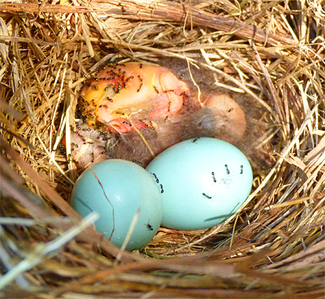 A late season failure for the bluebirds (6/24/14).