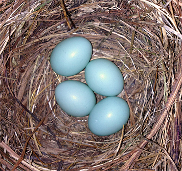 Four bluebird eggs in the Bungee nest (6/10/14).