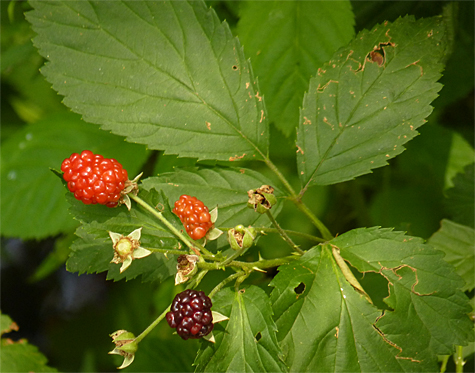 Note the teeth along the entire edge of the leaf.