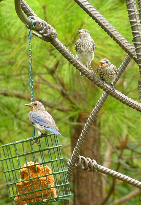 A bluebird family learning the ropes.