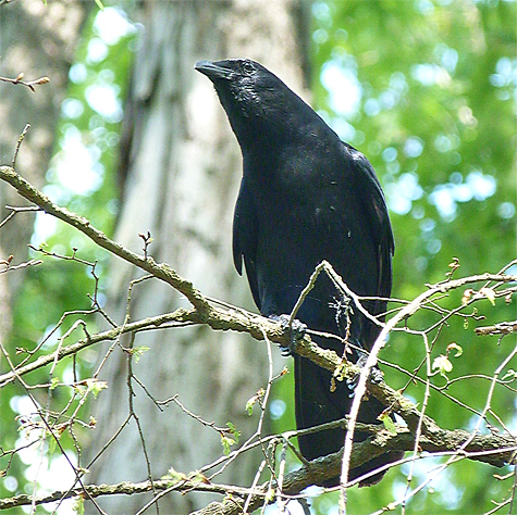 A fish crow searches the woods for an opportunity.