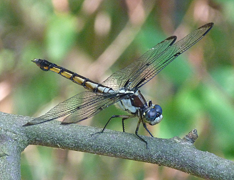 G-b Skimmer, female.