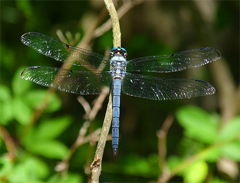 A male Great Blue Skimmer.