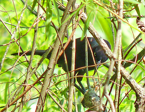 A Common Grackle ripping apart a small frog.