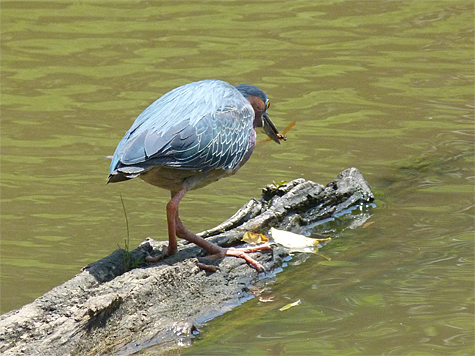 The heron catches a dragonfly (Eastern Amberwing).