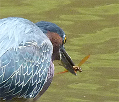 A closer look at the dragonfly.