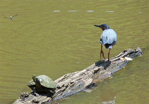 A Green Heron eyes a dragonlfy on its left.