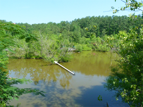 The S nest as seen from the Octagon platform of the boardwalk (6/17/14).