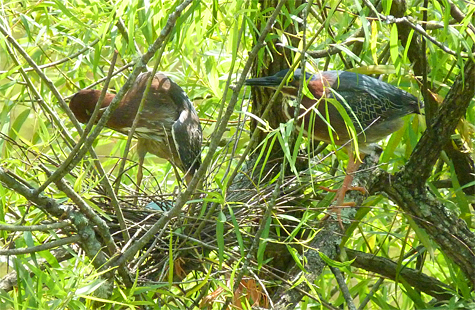 Eggs are visible just below and between the legs of the female (left).