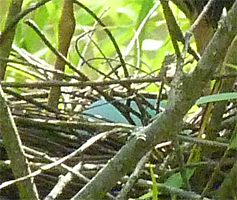 A closer look at the eggs (6/20/14).