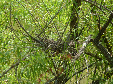 The scene on Saturday morning (6/21/14). No birds, and no eggs.
