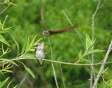 The young swallow looks on as the parent rockets by.