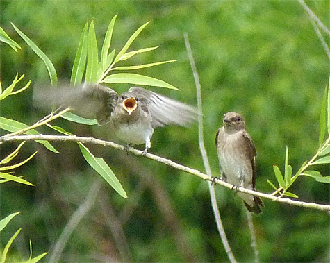 Not quite ready to take the plunge, this immature swallow begs with sincere urgency.