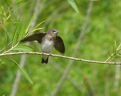 This young rough-winged swallows begs as its parent zooms past.