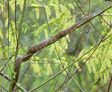 A Northern Water Snake in the willows.