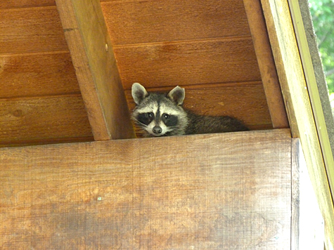 A young raccoon stares down at me from its loft in Explore the Wild.