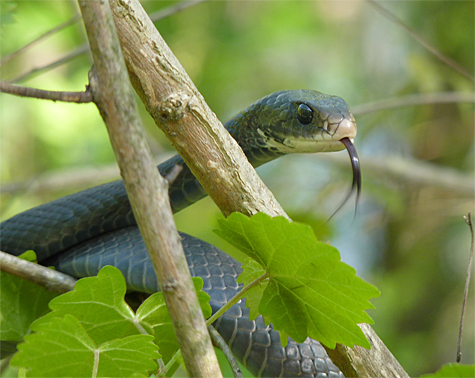 No stranger to climbing, this racer sniffs the air for the scent of food.