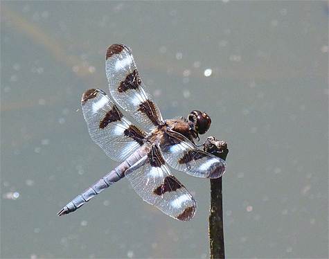 Male Twelve-spotted Skimmer (6/5/14).