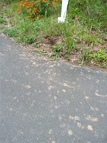 The tracks tell the story, a fox dug up the turtle's nest at the foot of the lamp post.