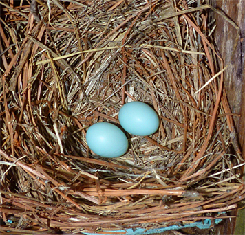 Two eggs for the Amphimeadow nest box (7/1/14).